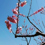 Hiraoka Ume Honpo - 