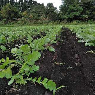 Directly delivered vegetables!