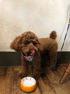 伊豆高原 餃子こうげん倶楽部 - 