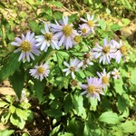 一軒茶屋 - 摩耶山に咲く花(お店の内容とは関係ありません)