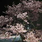 Oden no Oicho - （参考）日立駅前の夜桜