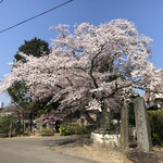 Mos Burger Sendai Nishi Taga Ten - 近くの多賀神社の桜