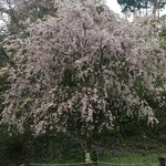 柿の葉すし ひょうたろう - 枝垂桜