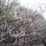 Hiraoka Ume Honpo - 2012年