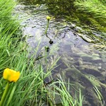 松屋 - 散歩中見た、松屋カラーの黄色とおなじ「河骨」の花