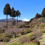 山のホテル ラウンジ・バー - テラスから見たつつじと富士山