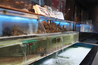 Sakasou - 天草直送の鮮魚が泳いでいる生簀