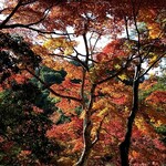 山代屋 - 紅葉の色づきはまぁまぁ