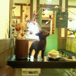 Green Cafe Osakana - 