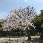 朝日屋 - '21/03/27 満開！