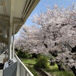 Uwo Haru - 武庫之荘駅のホームから見える桜並木が綺麗です！2021.3