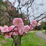 Hiraoka Ume Honpo - 