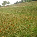 レストランエルム - 敷地内いっぱいに