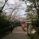 山内農場 - 稲毛浅間神社の桜。ちょうど見頃でした。