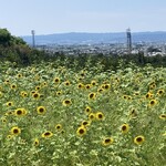 カフェテラスオズ - ひまわり咲く山辺の道。