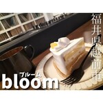 bloom - 