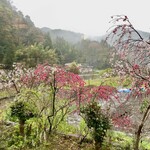 Hei Shichi - 窓の外の花桃