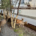 DINING ROOM IN THE NARAMACHI - 