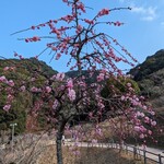 山田饅頭本舗 - 