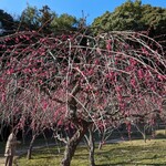 山田饅頭本舗 - 