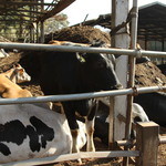 Isonuma Milk Farm - 