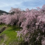 洋食屋 オリーブ - 近くの桜