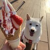 Mother Bokujou Cafe And Soft serve ice cream Tokyodomushititen - 