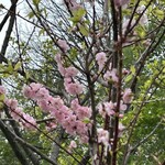 Hiraoka Ume Honpo - 