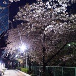 Yuki - きれいな桜ですが特にライトアップはなしです