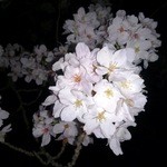 Yuki - 暗くて店前の桜の全景が撮れないのでアップで撮ってみました