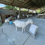 Rural Capri Nojo - 入り口近くの山羊舎。入場料についてのお知らせあり。ソフトクリーム目当てで来たのと駐車場の関係でこちらに立ち寄ることがなかったので入場料があることに気づけず失礼をしてしまった。