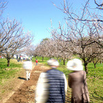 Hiraoka Ume Honpo - 梅公園