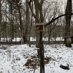 THE BIRD WATCHING CAFE - 窓からの景色　巣箱があるからか、予想を超えて野鳥が来ます