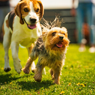 与爱犬共度的特别户外体验