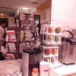 Neko Maru Cafe - 