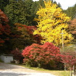 民宿　湯の壺 - 建物周辺の紅葉