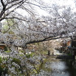 味舌 - 白川の桜