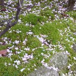 梁山泊 - 桜の花びらと苔