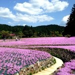 あかね - 永沢寺の芝桜