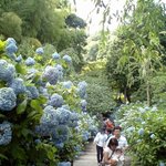 Kamakura Gozan Hon Ten - 明月院あじさい