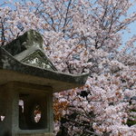 Matsumae Bussan Kan Yoneta - 蝦夷霞桜（５月２日）