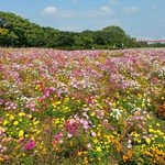 Aina Chaya - 安比奈公園　秋桜畑