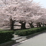 Steak House Nishimura - 春には桜花満開の絶景が愉しめる