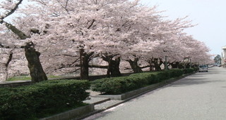 Steak House Nishimura - 春には桜花満開の絶景が愉しめる