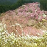 Takami no Sato Tenkuu Chaya - 千年の丘からの絶景、奥に見える屋根が天空茶屋