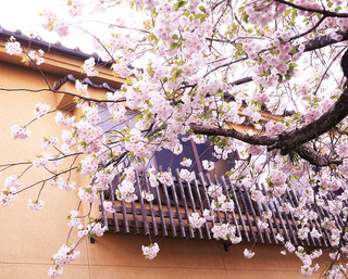 旅の宿さつき - 川沿い桜