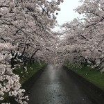 手打道場 高砂 - 五条川河川敷の桜