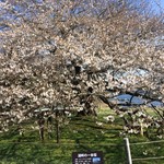 山のホテル ラウンジ・バー - 箱根園の桜です。