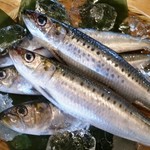 房総魚男 - 脂が乗ったイワシ入荷しました。丸々太ったイワシは、刺身で食べると口の中で脂が広がり、トロトロに溶けてしまう食感です。
その他にも天ぷら・蒲焼をご用意しております。是非、丸々太ったイワシを食べにきて下さい。