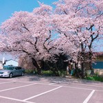 Kappo Sushi Kisaragi - 店の前には、桜が満開になります。